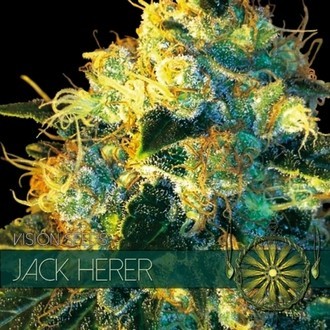Jack Herer (Vision Seeds) Feminiserade