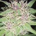 Jack Herer (Vision Seeds) Feminiserade
