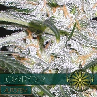 Lowryder (Vision Seeds) feminiserade
