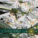 Lowryder (Vision Seeds) Feminiserade