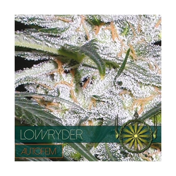 Lowryder (Vision Seeds) Feminiserade