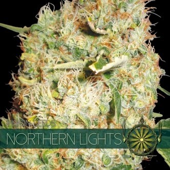 Northern Lights (Vision Seeds) feminiserade cannabisfr&ouml;n