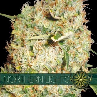 Northern Lights (Vision Seeds) Feminiserade