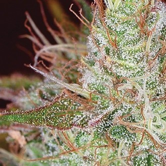 Northern Lights (Vision Seeds) Feminiserade