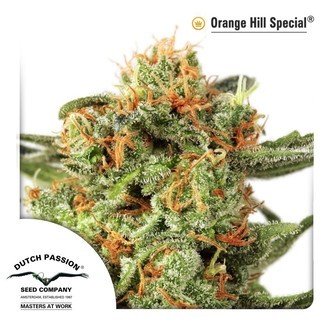 Orange Hill Special (Dutch Passion) feminiserade cannabisfr&ouml;n
