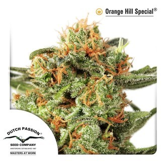 Orange Hill Special (Dutch Passion) Feminiserade