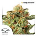 Orange Hill Special (Dutch Passion) Feminiserade