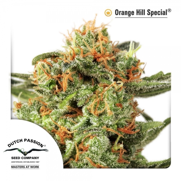 Orange Hill Special (Dutch Passion) Feminiserade