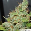 Orange Hill Special (Dutch Passion) Feminiserade