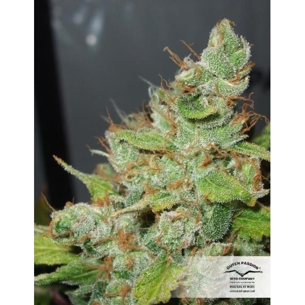 Orange Hill Special (Dutch Passion) Feminiserade
