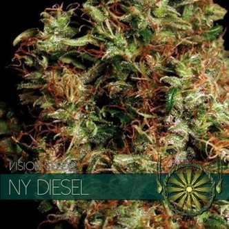 NY Diesel (Vision Seeds) feminiserade