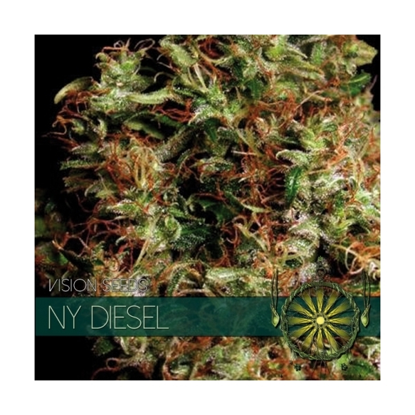 NY Diesel (Vision Seeds) Feminiserade