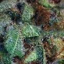 NY Diesel (Vision Seeds) Feminiserade