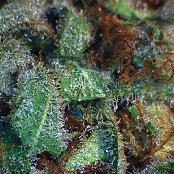 NY Diesel (Vision Seeds) Feminiserade
