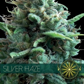 Silver Haze (Vision Seeds) Feminiserade