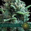 Silver Haze (Vision Seeds) Feminiserade