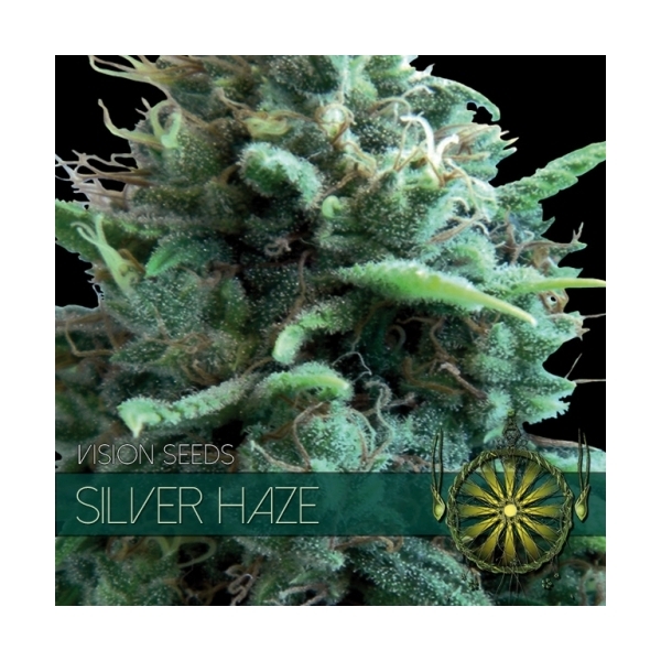Silver Haze (Vision Seeds) Feminiserade