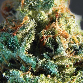 Silver Haze (Vision Seeds) Feminiserade