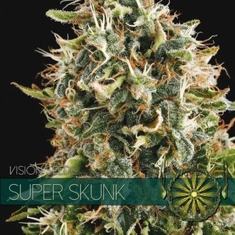 Super Skunk (Vision Seeds) feminiserade cannabisfr&ouml;n