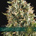 Super Skunk (Vision Seeds) Feminiserade