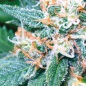 Super Skunk (Vision Seeds) Feminiserade