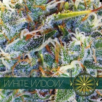 White Widow (Vision Seeds) feminiserade cannabisfr&ouml;n