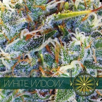 White Widow (Vision Seeds) Feminiserade