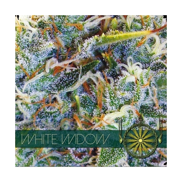 White Widow (Vision Seeds) Feminiserade