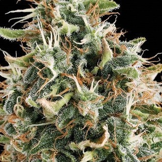 White Widow (Vision Seeds) Feminiserade