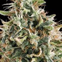 White Widow (Vision Seeds) Feminiserade
