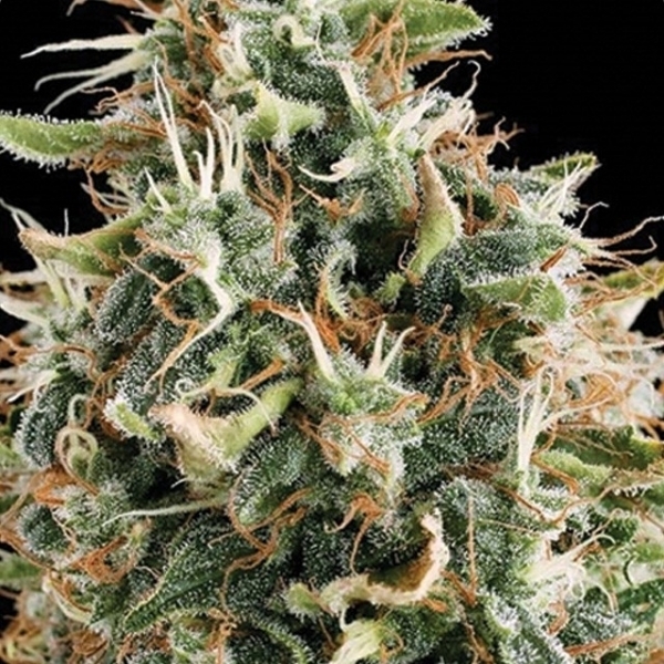 White Widow (Vision Seeds) Feminiserade