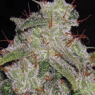 Northern Lights Autoflower (Vision Seeds) Feminiserade