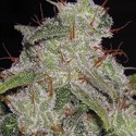 Northern Lights Autoflower (Vision Seeds) Feminiserade