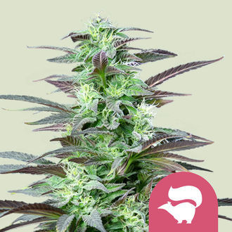 Skunk XL (Royal Queen Seeds) Feminiserade