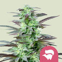 Skunk XL (Royal Queen Seeds) Feminiserade