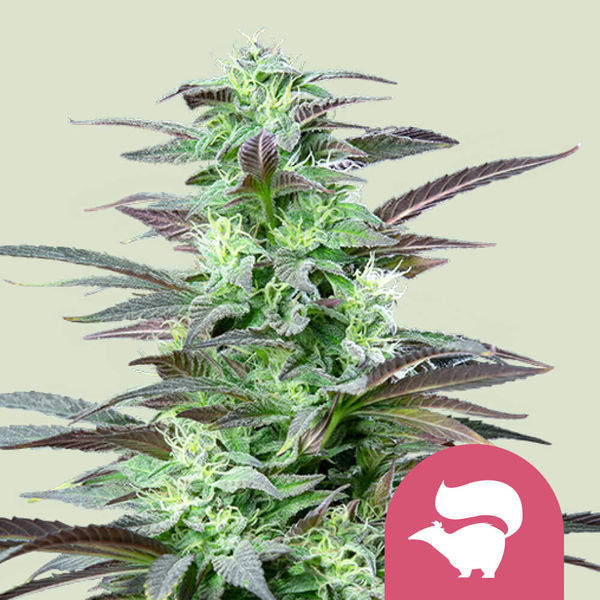 Skunk XL (Royal Queen Seeds) Feminiserade