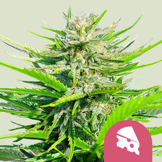 Royal Cheese &ndash; Snabb blomning (Royal Queen Seeds) feminiserade