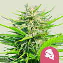 Royal Cheese – Snabbblommande (Royal Queen Seeds) Feminiserade