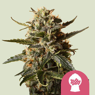 Bubblegum XL (Royal Queen Seeds) feminiserade cannabisfr&ouml;n