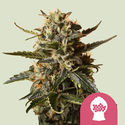 Bubblegum XL (Royal Queen Seeds) Feminiserade