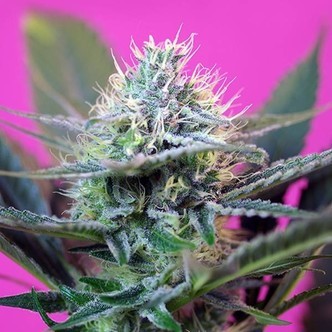+ Speed Auto (Sweet Seeds) feminiserade