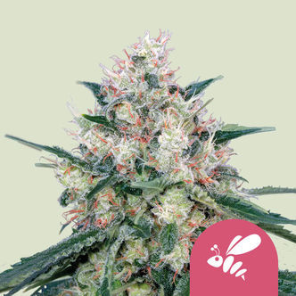 Honey Cream &ndash; Snabb blomning (Royal Queen Seeds) feminiserade