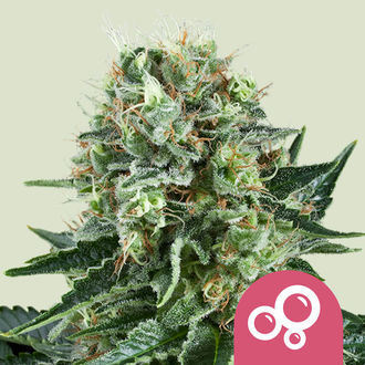 Bubble Kush (Royal Queen Seeds) Feminiserade