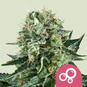 Bubble Kush (Royal Queen Seeds) Feminiserade