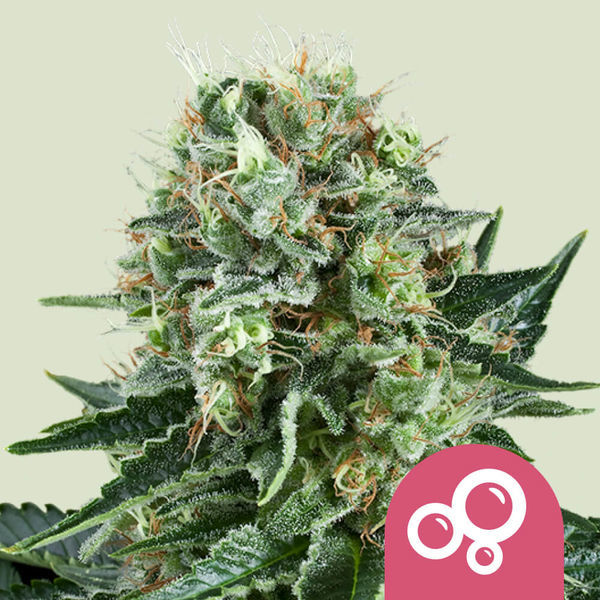 Bubble Kush (Royal Queen Seeds) Feminiserade