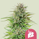 Blue Cheese (Royal Queen Seeds) Feminiserade