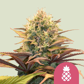 Pineapple Kush (Royal Queen Seeds) feminiserade cannabisfr&ouml;n