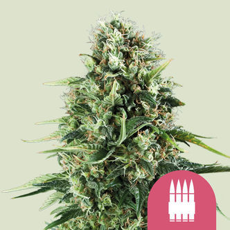 Royal AK (Royal Queen Seeds) feminiserade cannabisfr&ouml;n