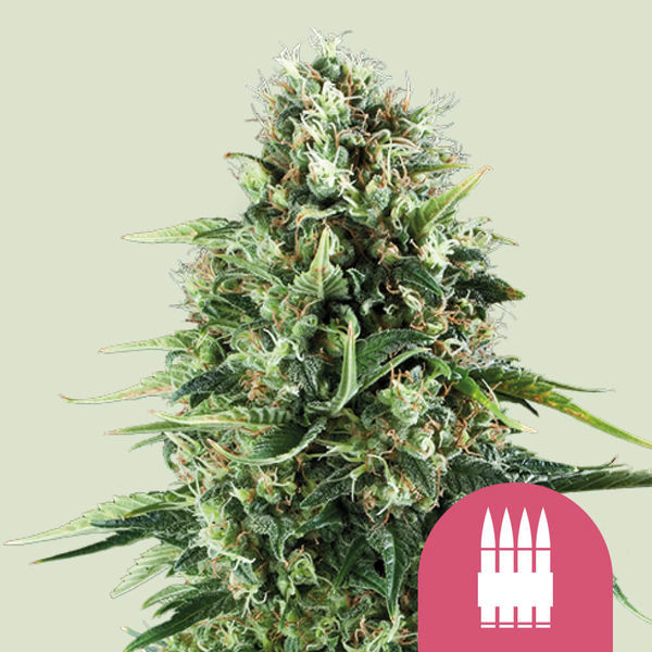 Royal AK (Royal Queen Seeds) Feminiserade