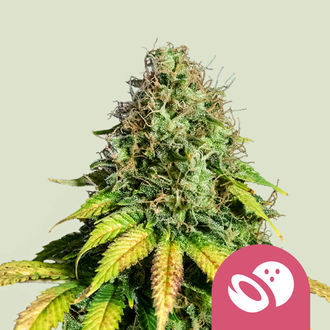 Somango XL (Royal Queen Seeds) Feminiserade